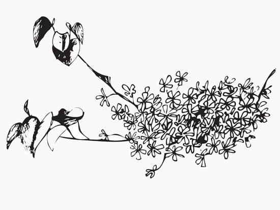 cercis-illustrazione